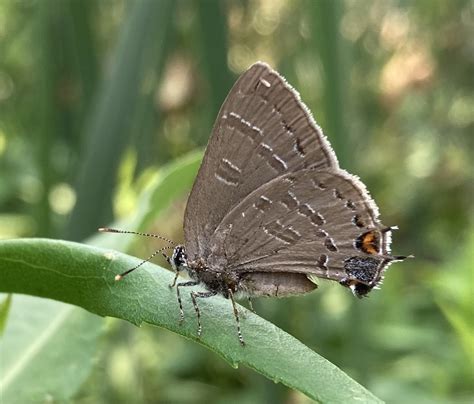 Banded Hairstreak From Burlington Rd Kansasville WI US On July 10