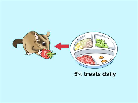 What Do Sugar Gliders Eat Sugar Gliders: How To Care For These