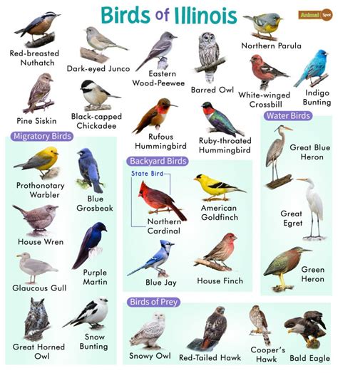 Bird Species In Chicago Illinois Nature Blog Network