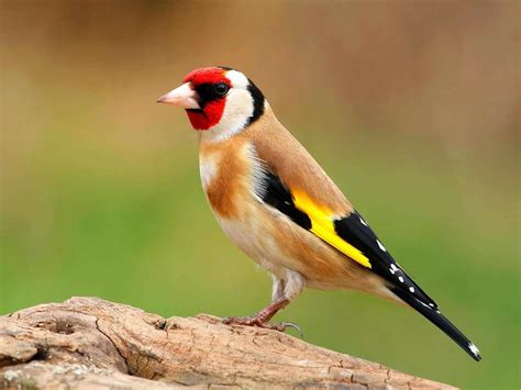 Chardonneret Élégant Common british birds Goldfinch Most beautiful