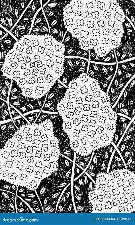 Thyme Coloring Page For Children Haworthia Fasciata Plant Royalty Free