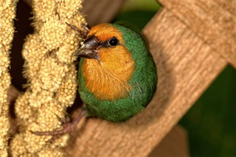 Sea Green Parrot Finch Parrot Finch Russ Flickr