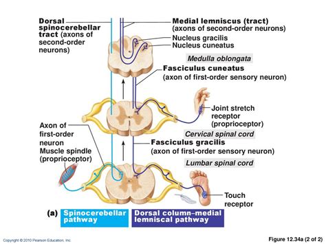 Medial Lemniscus Medulla