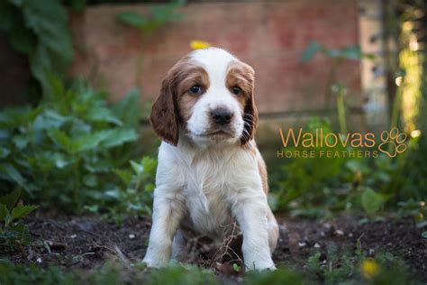 Kennel Wallova Welsh Springer Spaniel Wallovas Horse Feathers Gösta