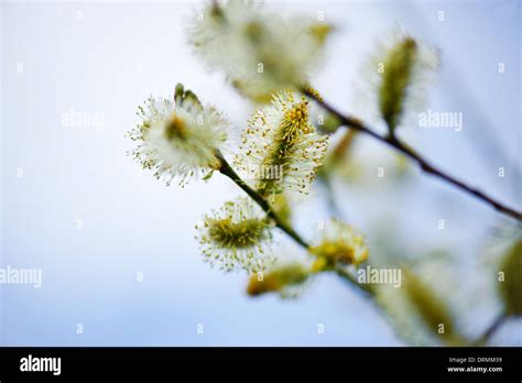 Pussy Willow Branches In Spring Time Stock Photo Alamy