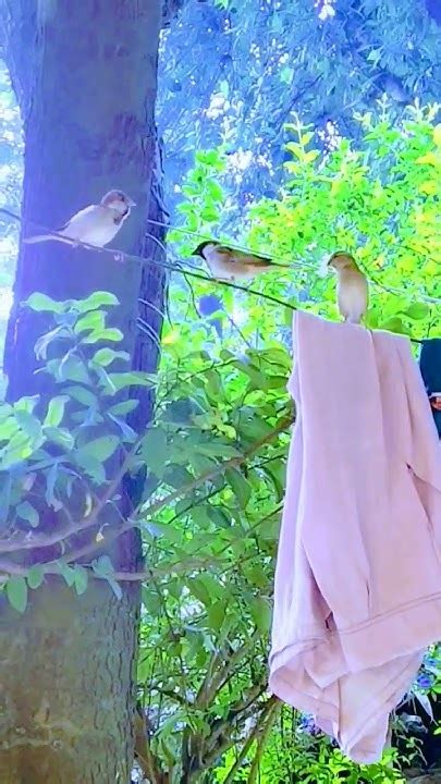 Cute Birds🐦🐦🐦🐦🕊🕊🕊🕊 Cutebirds Shorts Gardening Company Youtube