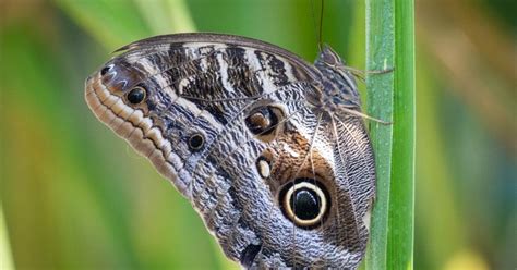 Borboleta Coruja Gigante 180965 Biofaces Bring Nature Closer