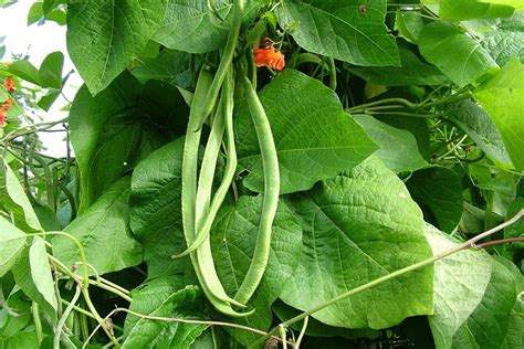 How To Grow Runner Beans Rhs Gardening