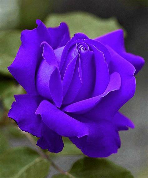 Pin By Rafael Mora Cordero On Rosas Pupuras Purple Roses Beautiful