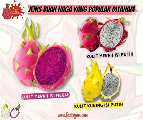 Fakta Buah Naga Pitaya Segalanya Tentang Tumbuhan