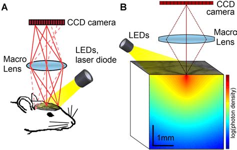 A Overview Of The Intrinsic Signal Optical Imaging System B