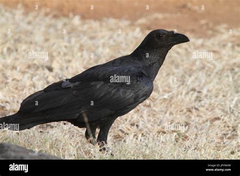 Fan Tailed Raven On Ground Ethiopia Stock Photo Alamy