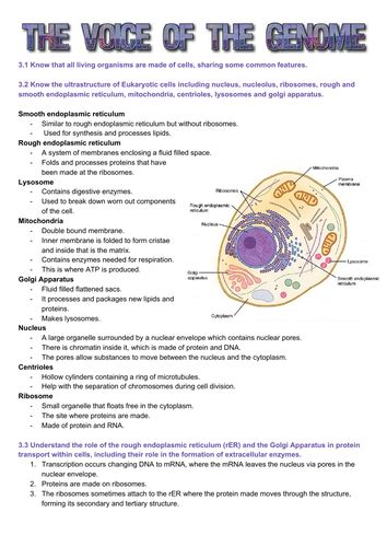 Edexcel Snab Biology A Level Module 3 The Voice Of The Genome Revision