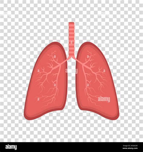 Realistic Lung Anatomy Lung Icon Respiratory System Healthy Lung Flat