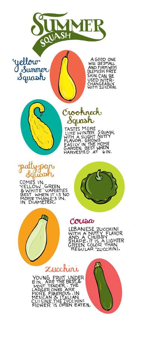 Types Of Summer Squash Rcoolguides