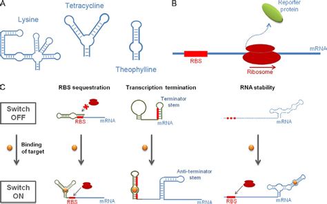 The Three Functional Modules That Constitute An Rna Switch A The