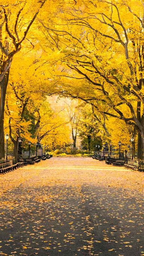 Bing Hd Wallpaper Oct Autumn In Central Park New York Bing