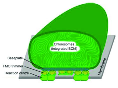 Schematic Structure Of The Photosynthetic Apparatus Of Green Sulfur