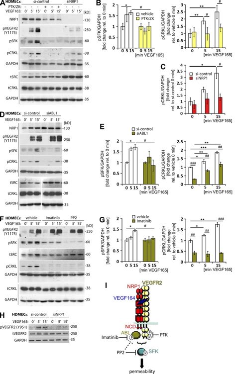 Vegf165 Induced Vascular Permeability Requires Nrp1 For Abl Mediated