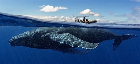 Baleia Jubarte Ficha Técnica Tamanho Peso Habitat e Fotos Mundo