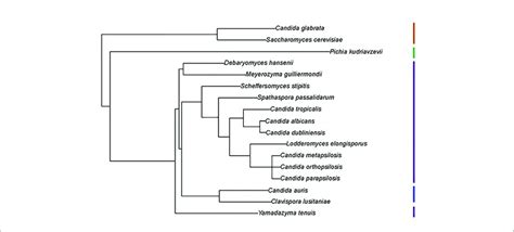 Phylogenetic Tree Showing Relationships Between Fungal Species Used