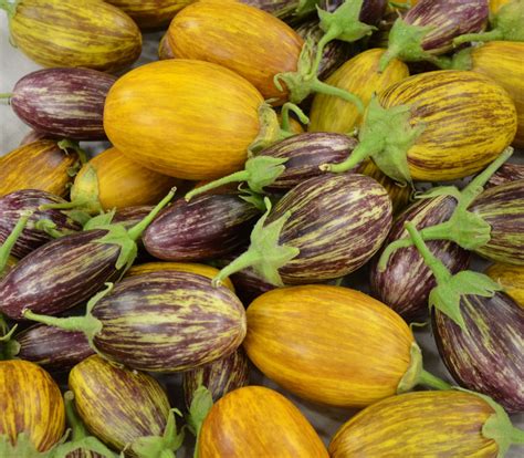 Fengyuan Purple Eggplant Seeds