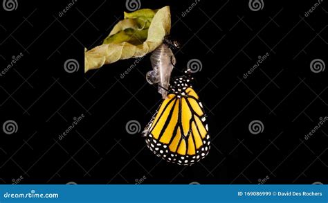 Monarch Butterfly Emerging From Its Chrysalis Stock Video Video Of