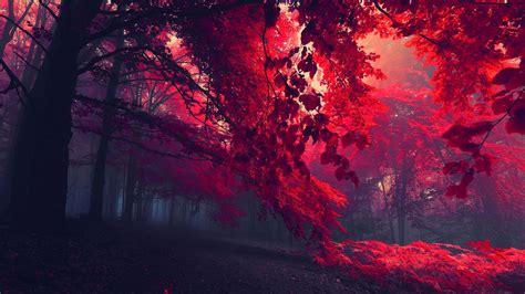 🔥 [40+] Red Forest Wallpapers | WallpaperSafari