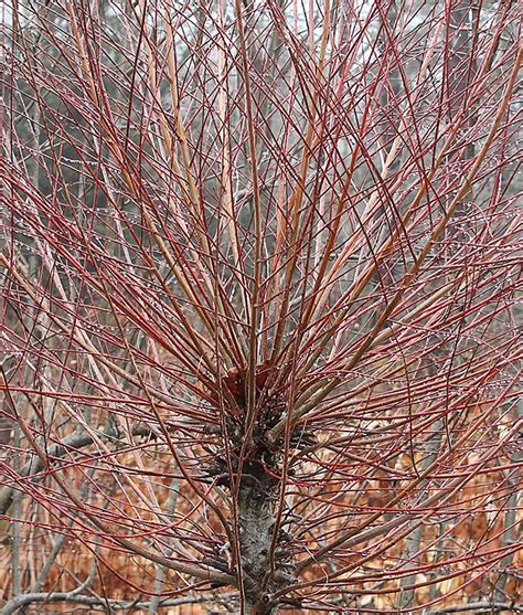 Today In The Garden Of A Lifetime Dappled Willow After Winter Rain