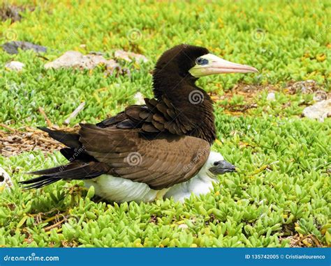 Beautiful Seabirds In The Caribbean Sea Stock Image Image Of