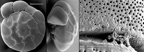 WoRMS - World Register of Marine Species - Photogallery