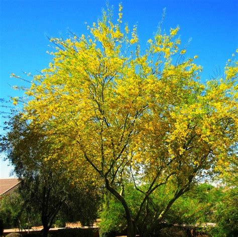 Cercidium floridum - Palo Verde Tree – Smart Seeds Emporium