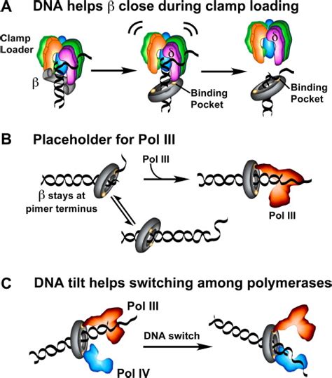 Structure Of A Sliding Clamp On Dna Cell