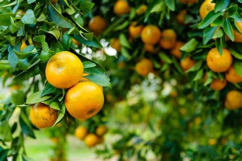 Frutas que crecen en los árboles Foto Premium