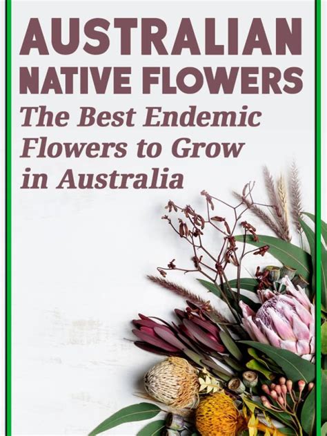 Best Australian Native Flowers Aussie Green Thumb