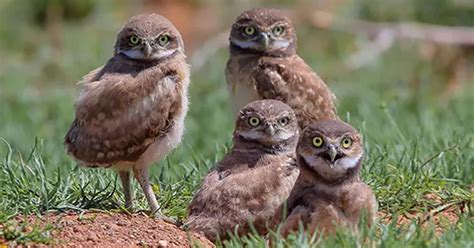 Burrowing Owl Chicks