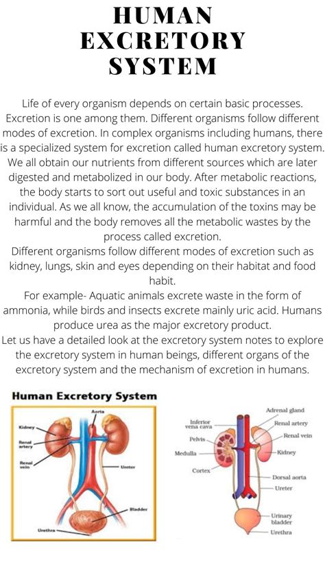 Colorful Notes Class 11 Human Physiology Excretion Notes Pdf Artofit