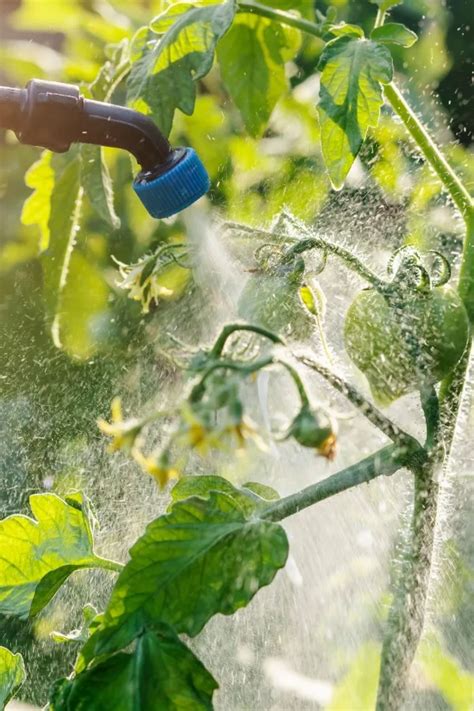 How To Get Rid Of Aphids On Tomato Plants Keep Tomatoes Safe