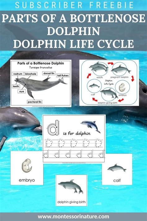 Dolphin Life Cycle Worksheet With Dolphins And Other Animals In The