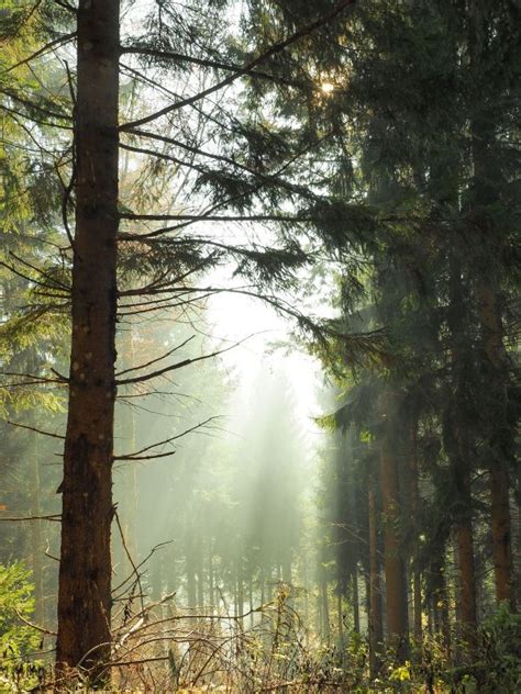 Free Images Tree Nature Wilderness Branch Light Sun Mist