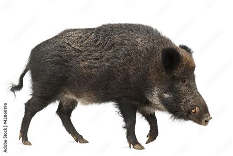 Wild Boar Also Wild Pig Sus Scrofa Years Old Stock Adobe Stock