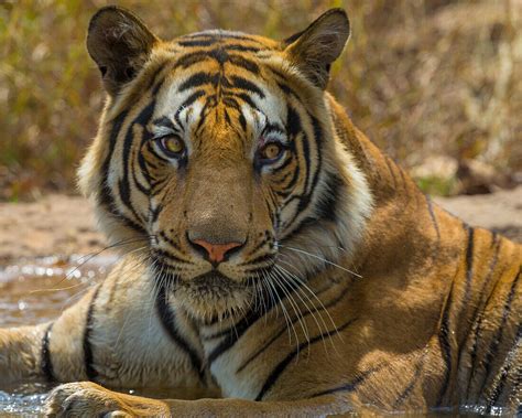 Asia India Male Bengal Tiger Pantera License Image 71411799