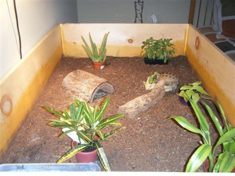 Russian Tortoise Care Sheet Reptiles Cove