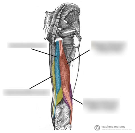 Hamstrings Diagram Quizlet