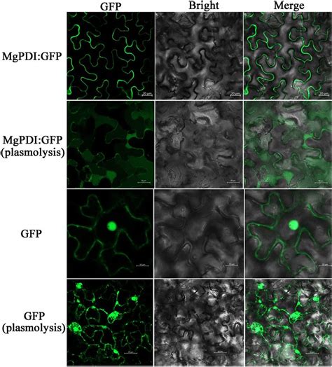 Subcellular Localization Of Transiently Expressed Mgpdi Gfp Fusions In