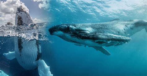 Photos Russian ‘whale Whisperer Photographs Humpbacks Meeting Touching People For First Time Ever