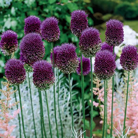 Persian Blue Allium