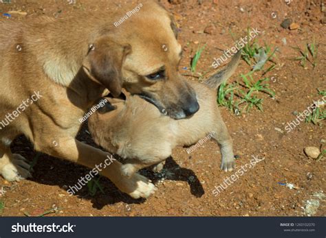 How Long Do Dogs Carry Puppies