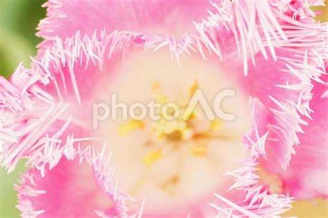 ピンク色のチューリップの花粉を接写 No 24631702｜写真素材なら「写真ac」無料（フリー）ダウンロードok