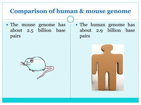 Ppt Mouse Genome Project Bioinformatics 407 Powerpoint Presentation Id 2592865